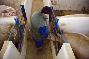 Anti-Dumping Duties on EU Pork
